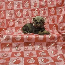 Perry mini schnauzer