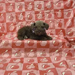 Layla mini Schnauzer