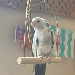 4yo Cockatiel Male