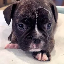 Frenchie Puppies