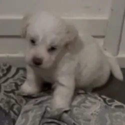 Exceptional maltipoo puppy!