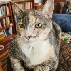 Adult cat