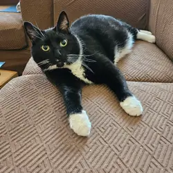 Black and White Cat