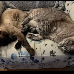 two male cats kittens