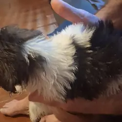 Shihtzu puppies