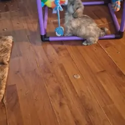 Shihtzu puppies