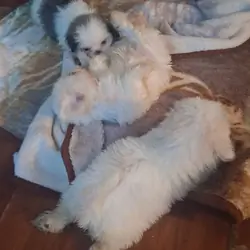 Shihtzu puppies