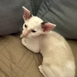 CFA Oriental kittens