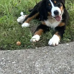 AKC Registered Bernese Mountain Dog