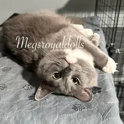 A Queen Deserves Her Retirement — Meet Khalessi