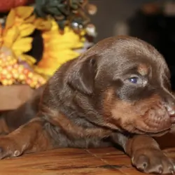 Doberman puppies