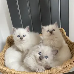 Beautiful chunky Ragdoll kittens