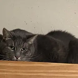 Adopt Grey Giant Short in Nyack NY