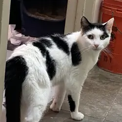 Adopt Moly in Nyack NY