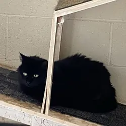 Adopt Jet Black in Nyack NY