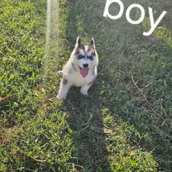 Husky Puppies