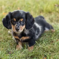 AKC mini dachshund male pup in Indiana (Bear)