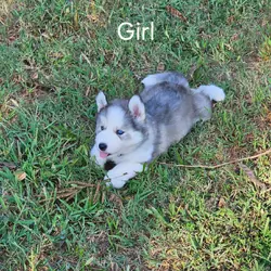 BEAUTIFUL HUSKYS IN NEED OF FOREVER HOME