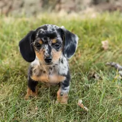 AKC mini dachshund female pup in Indiana (Beauty)