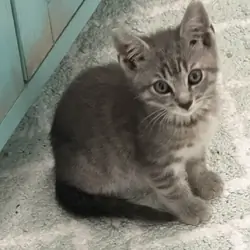Gray Kitten 5-6 Weeks for adoption