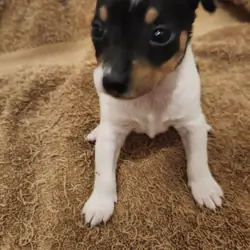 RAT TERRIER