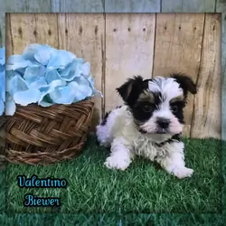 Valentino Male Biewer Terrier
