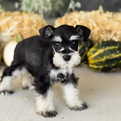 AKC Mini Schnauzer female pup in Indiana (Sophia)