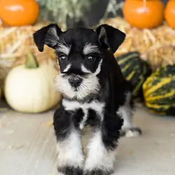 AKC mini schnauzer male pup in Indiana (Sam)