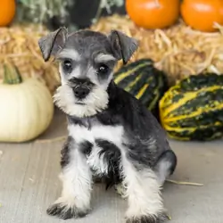 AKC Mini schnauzer male pup in Indiana (Sal)