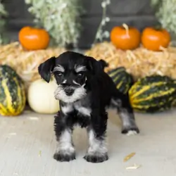 AKC MINI schnauzer male pup in Indiana (SUNNY)