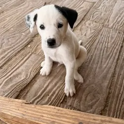 Dalmatian puppy