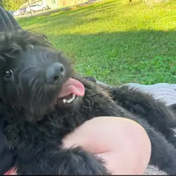 2 yr old Labradoodle female