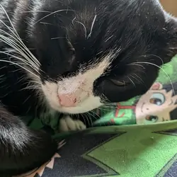 1 Year Old Tux Needs Good Home