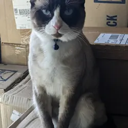 Beautiful Adult Cat Free to Good Home