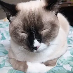 Free Bicolor Male Cat to Good Home