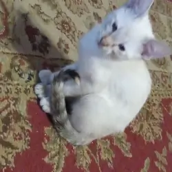 3 babies needs a home