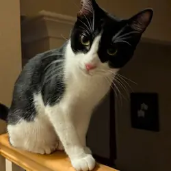 Free Adult Cat to Good Home