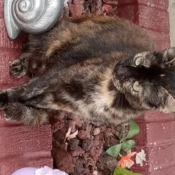needs home