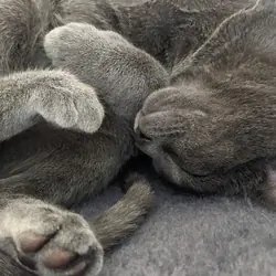 Free Gray Cat to Good Home