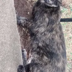 friendly cat needs a home