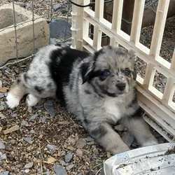 Australian Shepherd puppies