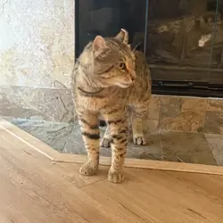 Highlander male cat