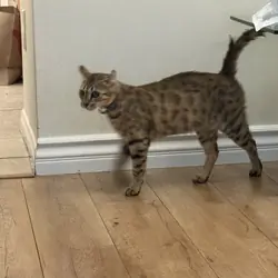 Savannah female
