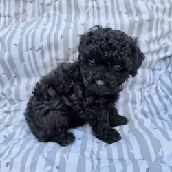 Toy Poodle