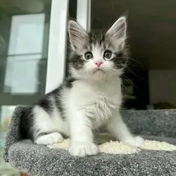 male Maincoon kitten