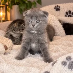 Scottish fold kittens