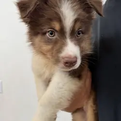 Australian shepherd puppy