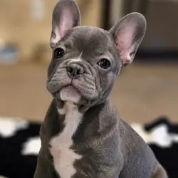 AKC frenchies