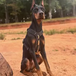 European Doberman