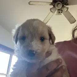 Golden doodle